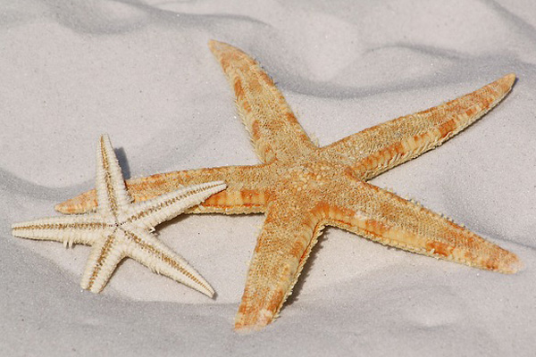 sea stars